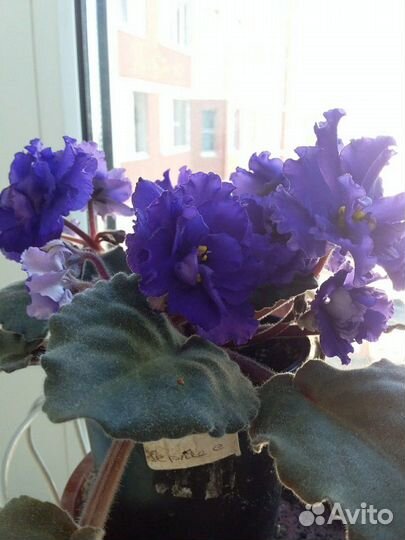 Детки фиалок