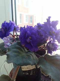 Детки фиалок