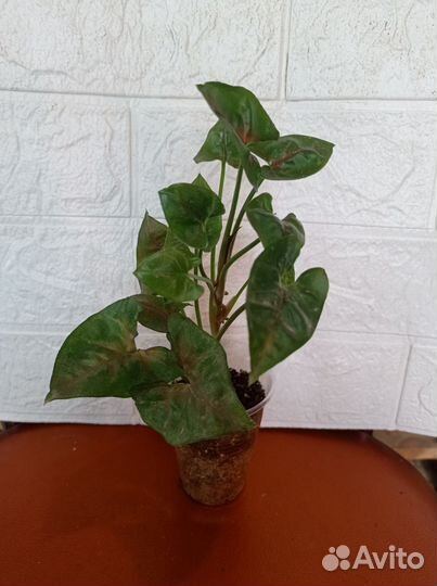 Цветы домашние