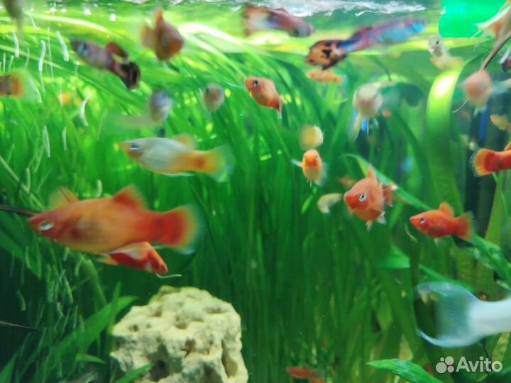 Аквариумные рыбки
