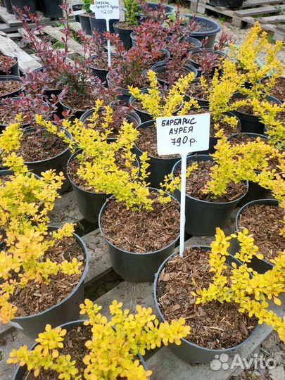 Барбарис Аурея