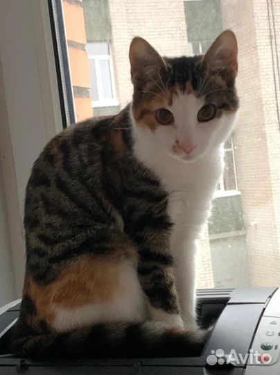 Софи ищет дом