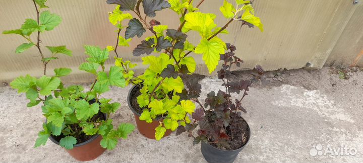 Пузыреплодник