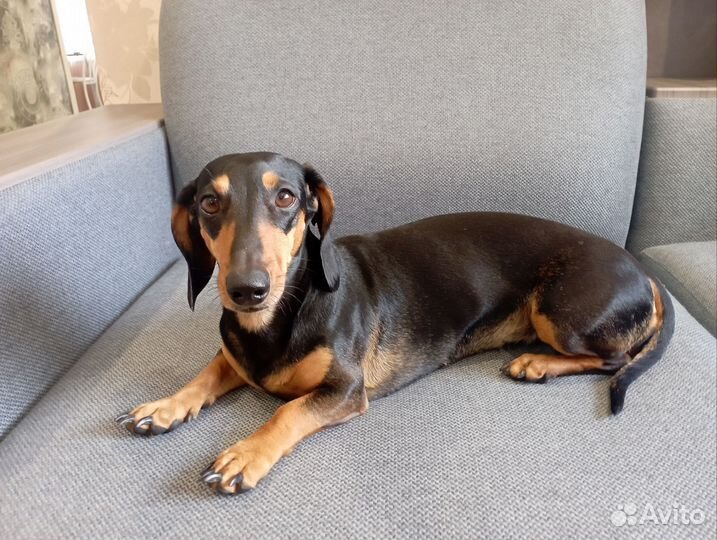 Кроличья такса вязка