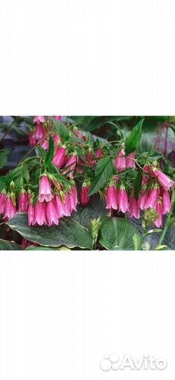 Колокольчик