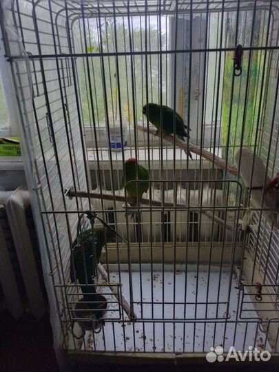 Попугаи какарики