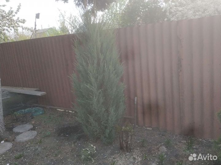 Туя смарагд