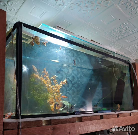 Аквариум