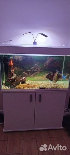 Астронотусы тигровые