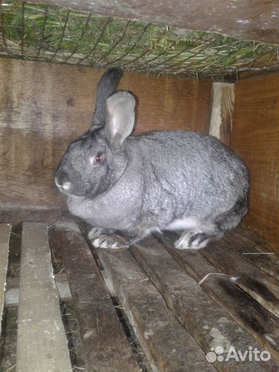 Продам крольчиху