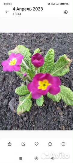 Флоксы, энотера, примула, медуница, гейхера