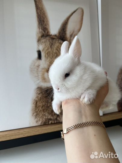 Карликовый, декоративные кролики