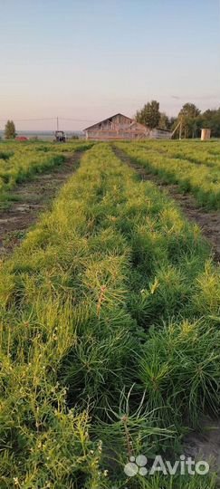 Сеянцы сосны