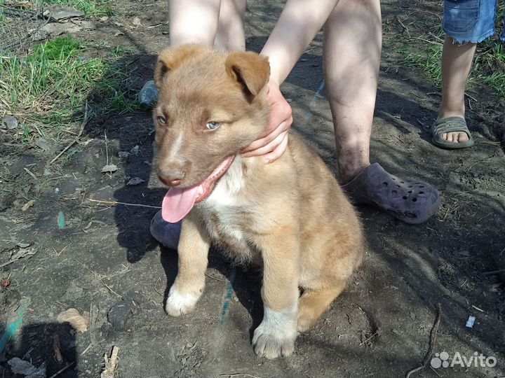 Собака в добрые руки щенок бесплатно