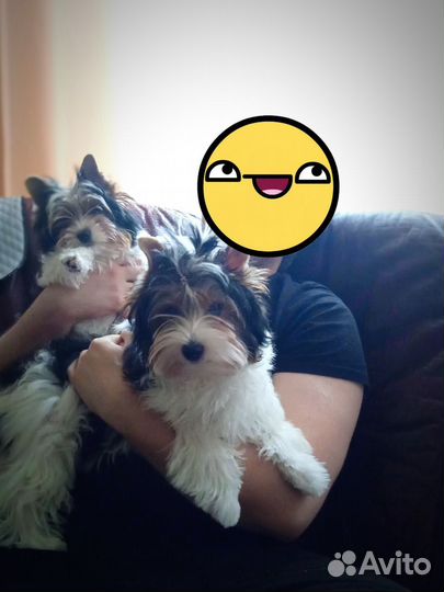 Бивер терьер девочки