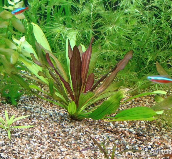 Аквариумные растения / эхинодорусы