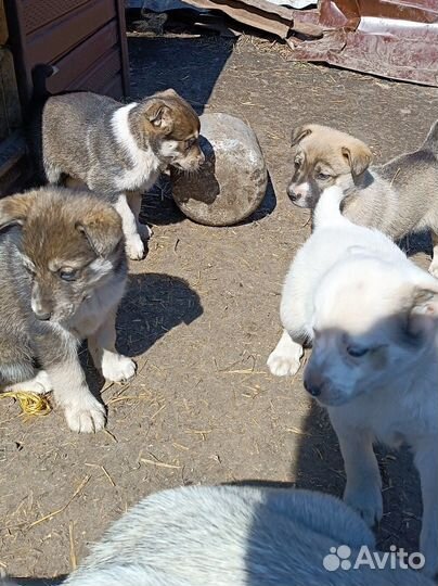 Собака в добрые руки отдам бесплатно