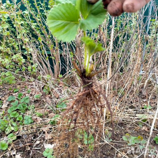 Земклуника,Купчиха