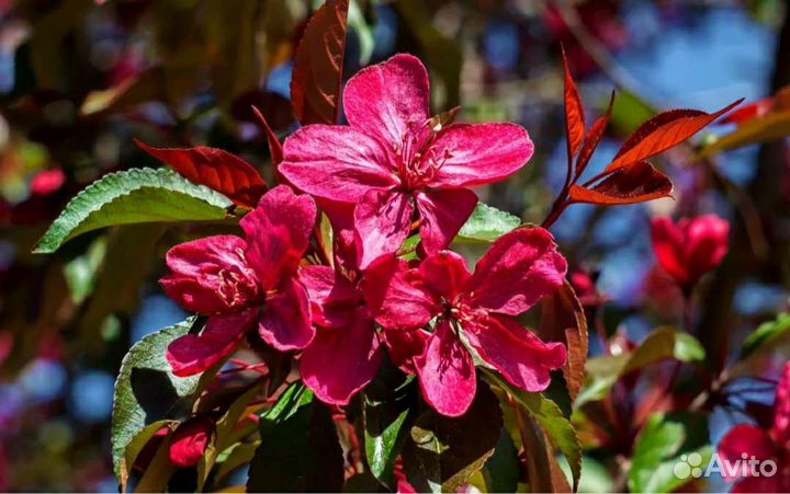 Яблоня,с ягодным вкусом Ред Кетти