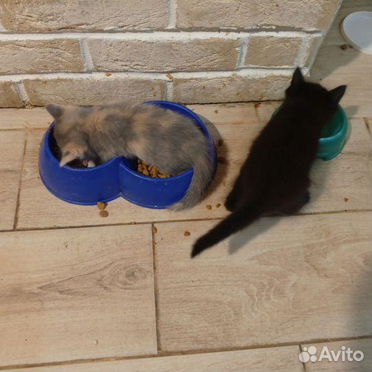 Британские котята