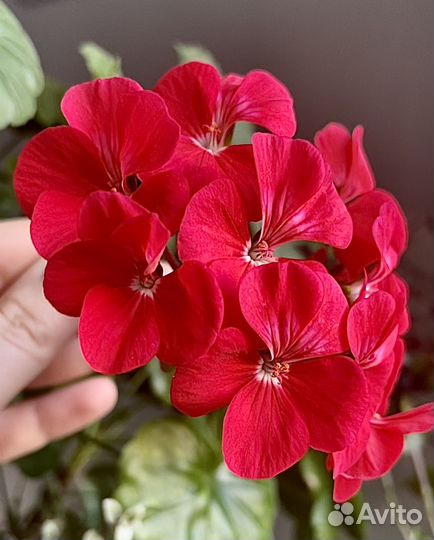 Пеларгония герань сортовая укорененный черенок