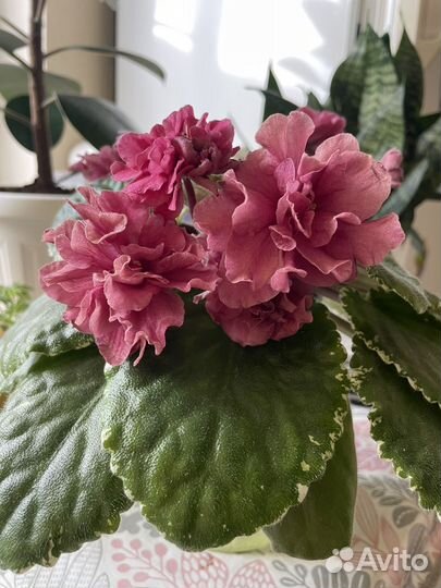 Листик фиалки