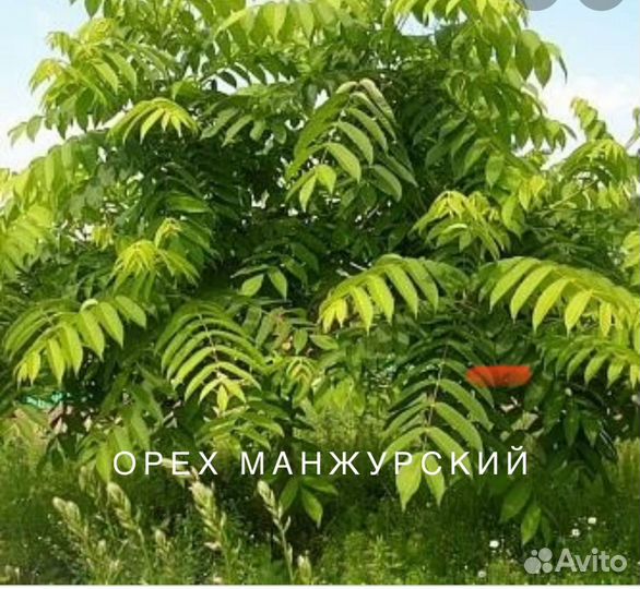 Манжурский орех