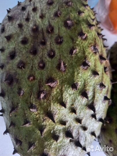 Гуанабана Аnnona Мurikata саженец