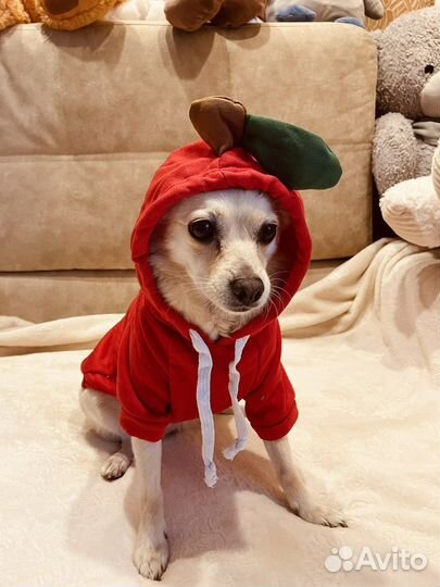 Одежда для собак толстовка