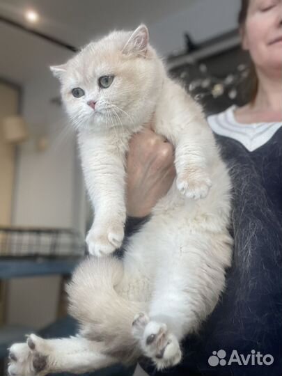 Британский котик