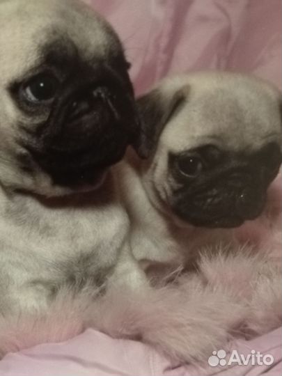 Щенки мопса