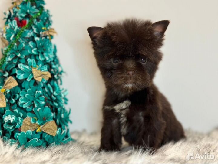 Супермини шоколад