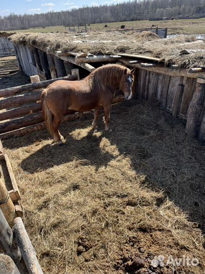 Жеребец советский тяжеловоз