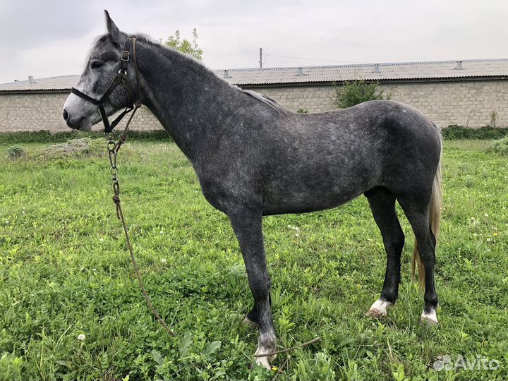 Продам жеребца