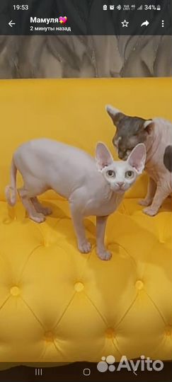 Канадский сфинкс