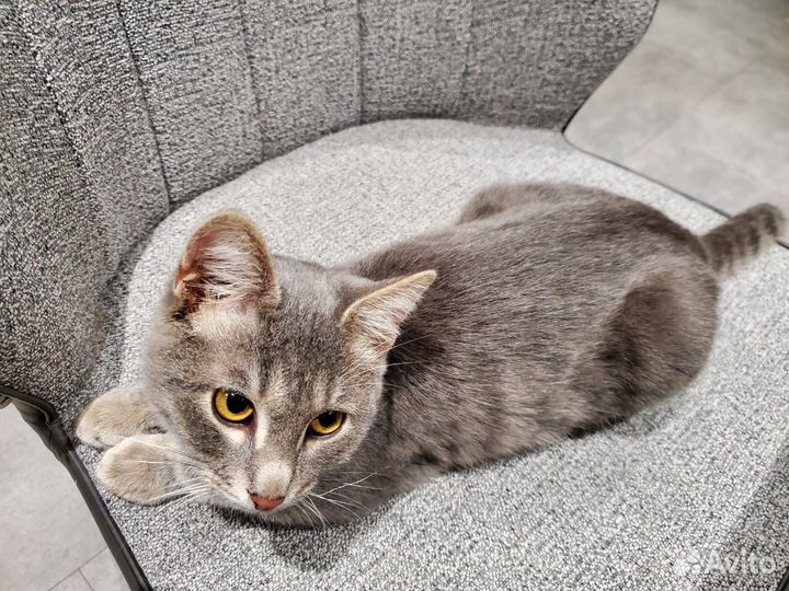 Котик в добрые руки