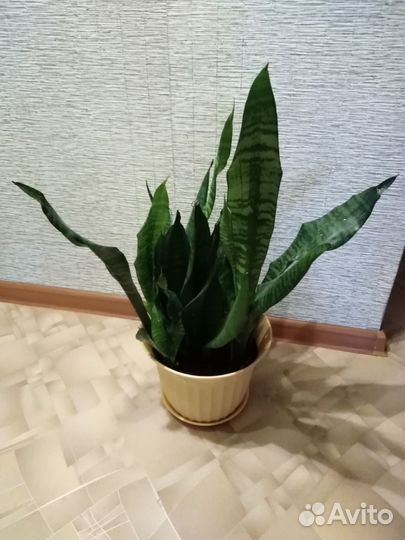 Щучий хвост