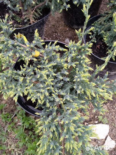 Можжевельник чешуйчатый 