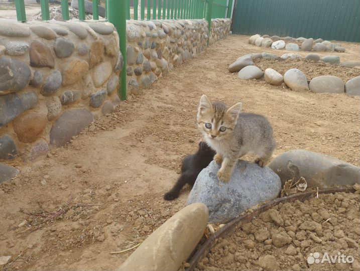 Котята в добрые руки даром бесплатно