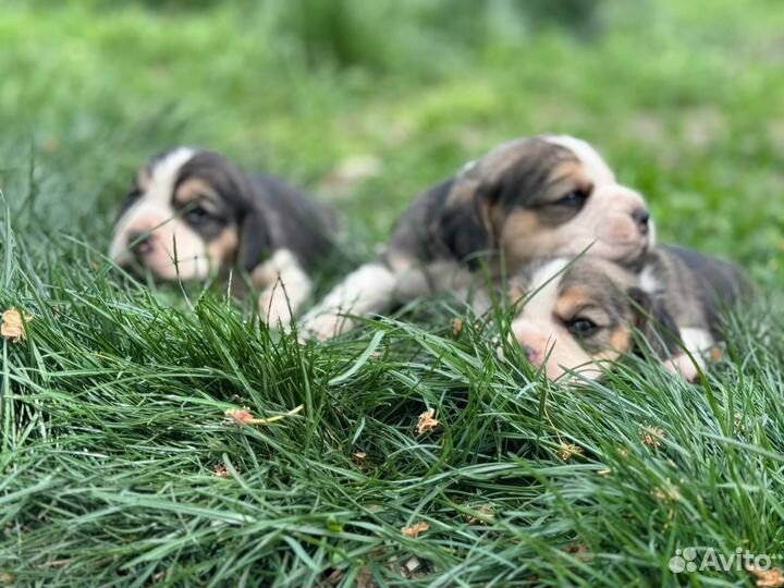 Щенки бигль