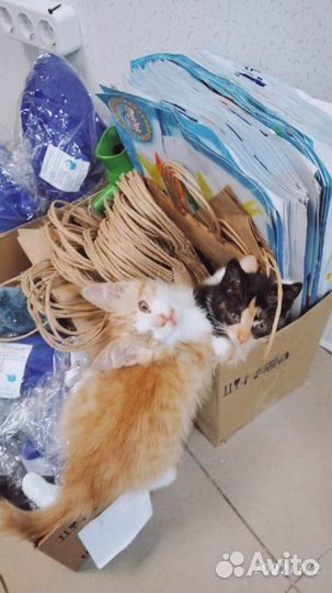 Особенный котенок Симба