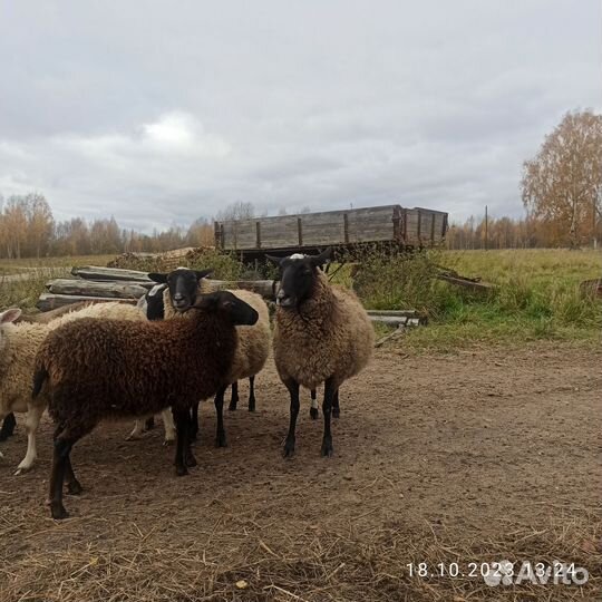 Овцы бараны на мясо