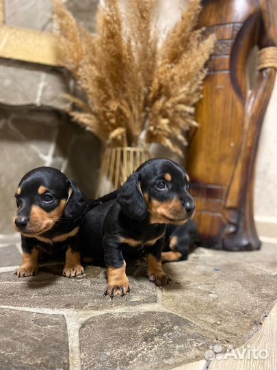 Щенки таксы