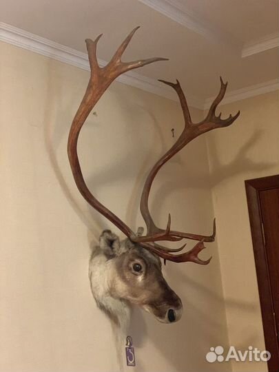 Чучело головы оленя с рогами