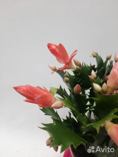 Декабрист шлюмбергера оранжевый