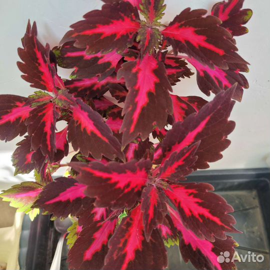 Колеусы.В наличии около 40 сортов