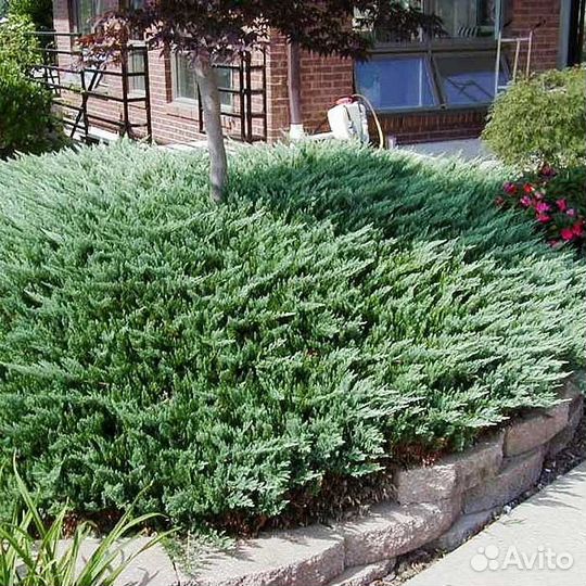 Можжевельник блю чип