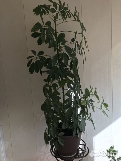 Комнатные растения Шафлера