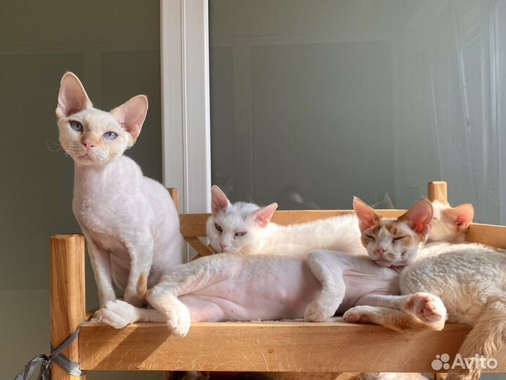 Девон-рекс на любой вкус