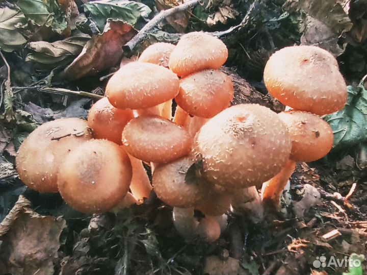 Грибы опята маринованные